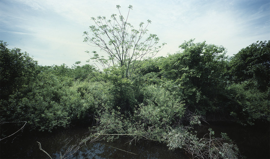 a bright green field (2)