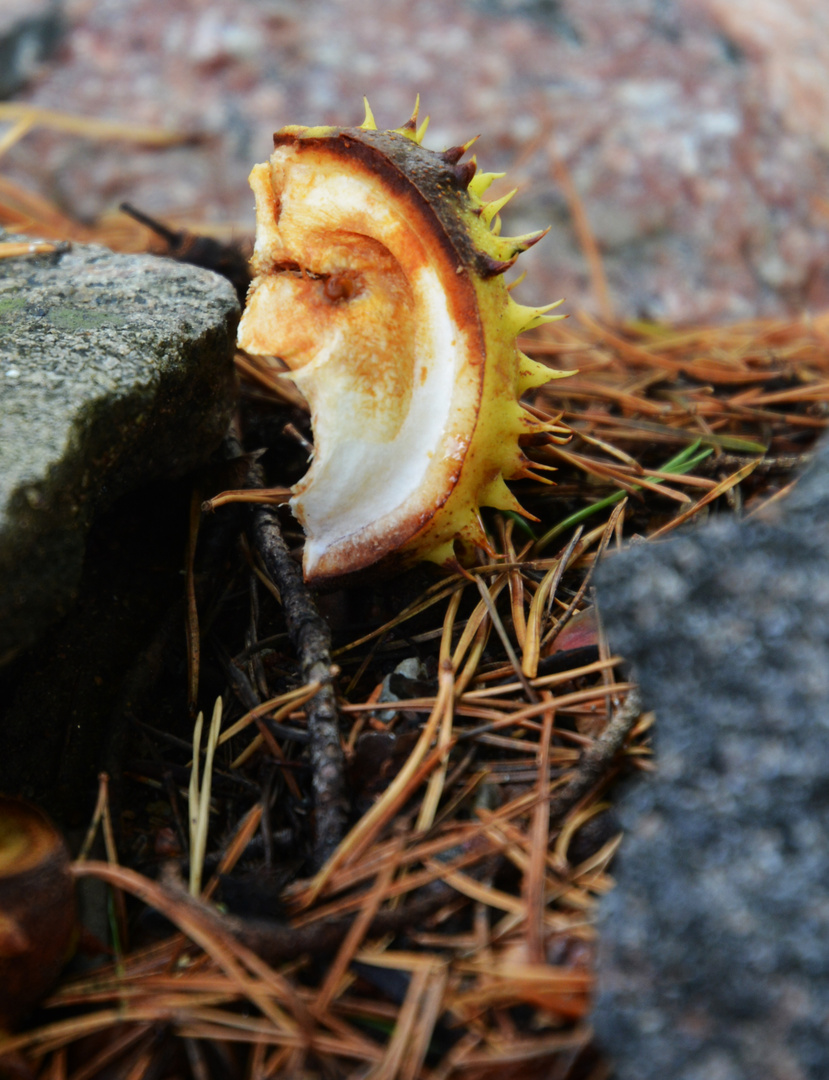 A broken chestnut like a face