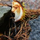 A broken chestnut like a face