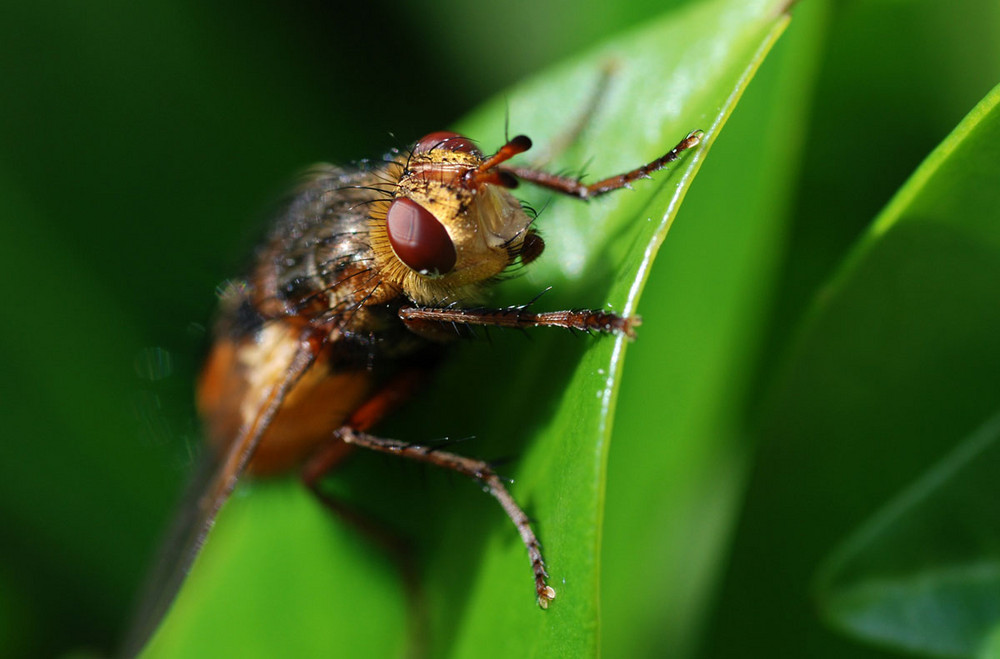 A Brown Fly