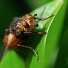 A Brown Fly