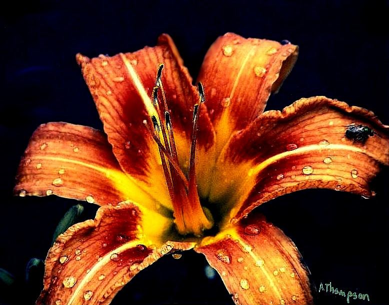 A' Bugged' lily