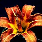 A' Bugged' lily