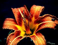 A' Bugged' lily