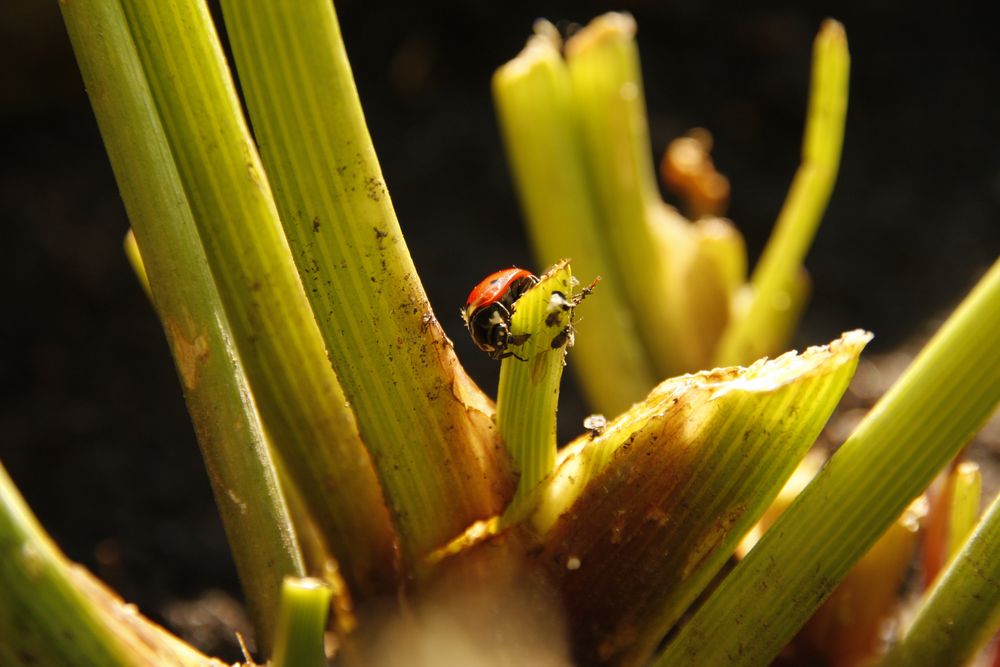 A Bug's Lunch