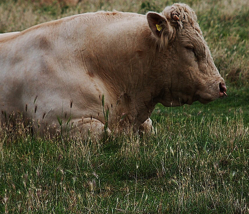 A bull at rest