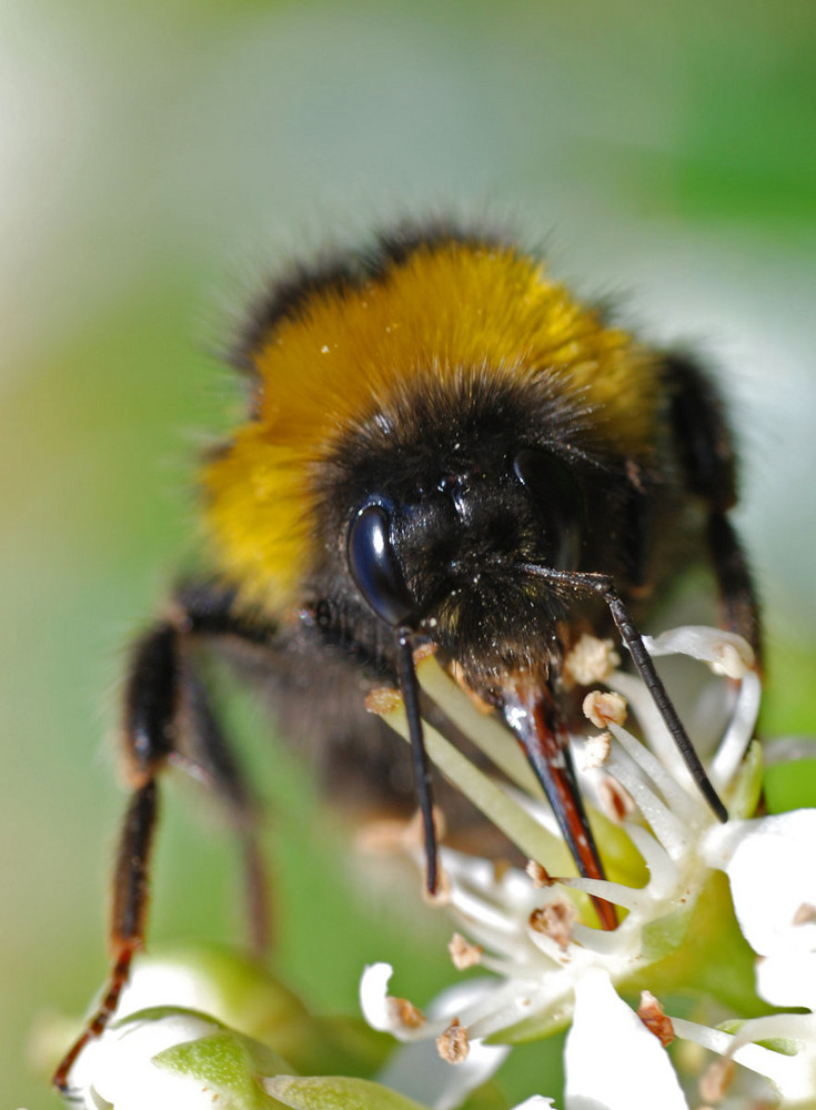 A Bumble Bee