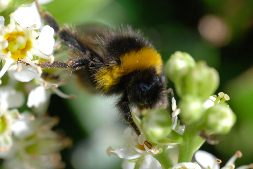 A Bumble-Bee in action