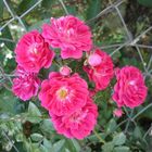 A bunch of roses in garden