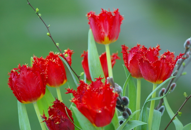 a bunch of tulips