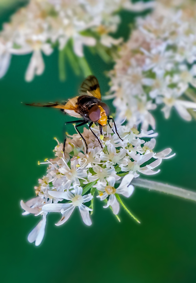 A Bunte Fliege