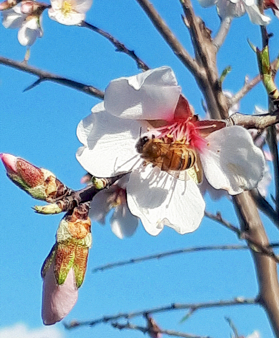 ça butine dans les fruitiers !