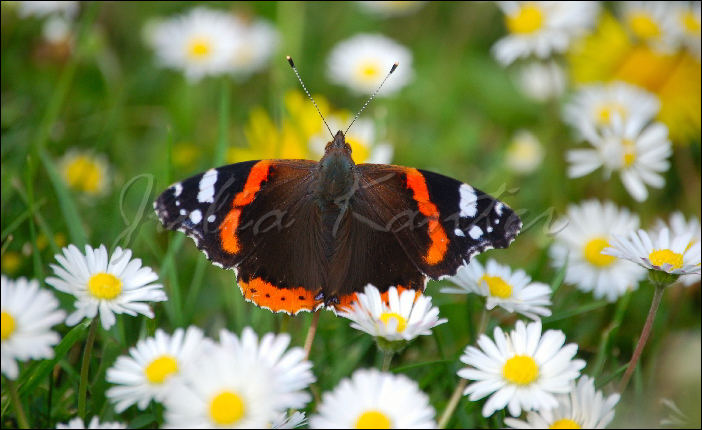 A butterfly enjoys the sun...