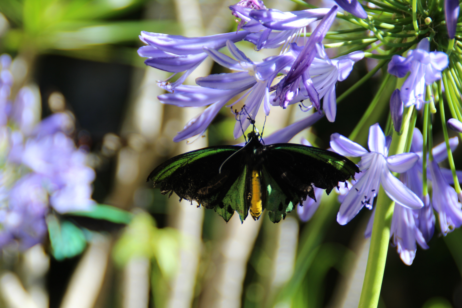 A Butterfly Flutters By