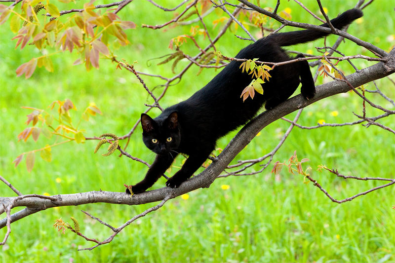 A caccia tra gli alberi