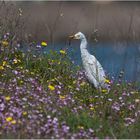 ... a caccia tra i fiori ...