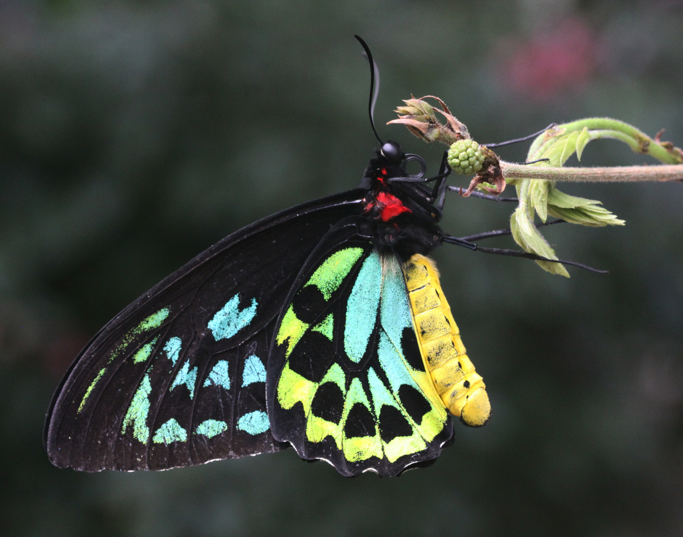 A Cairn's Birdwing  (Orithoptera priamus)