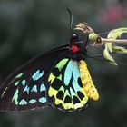 A Cairn's Birdwing  (Orithoptera priamus)