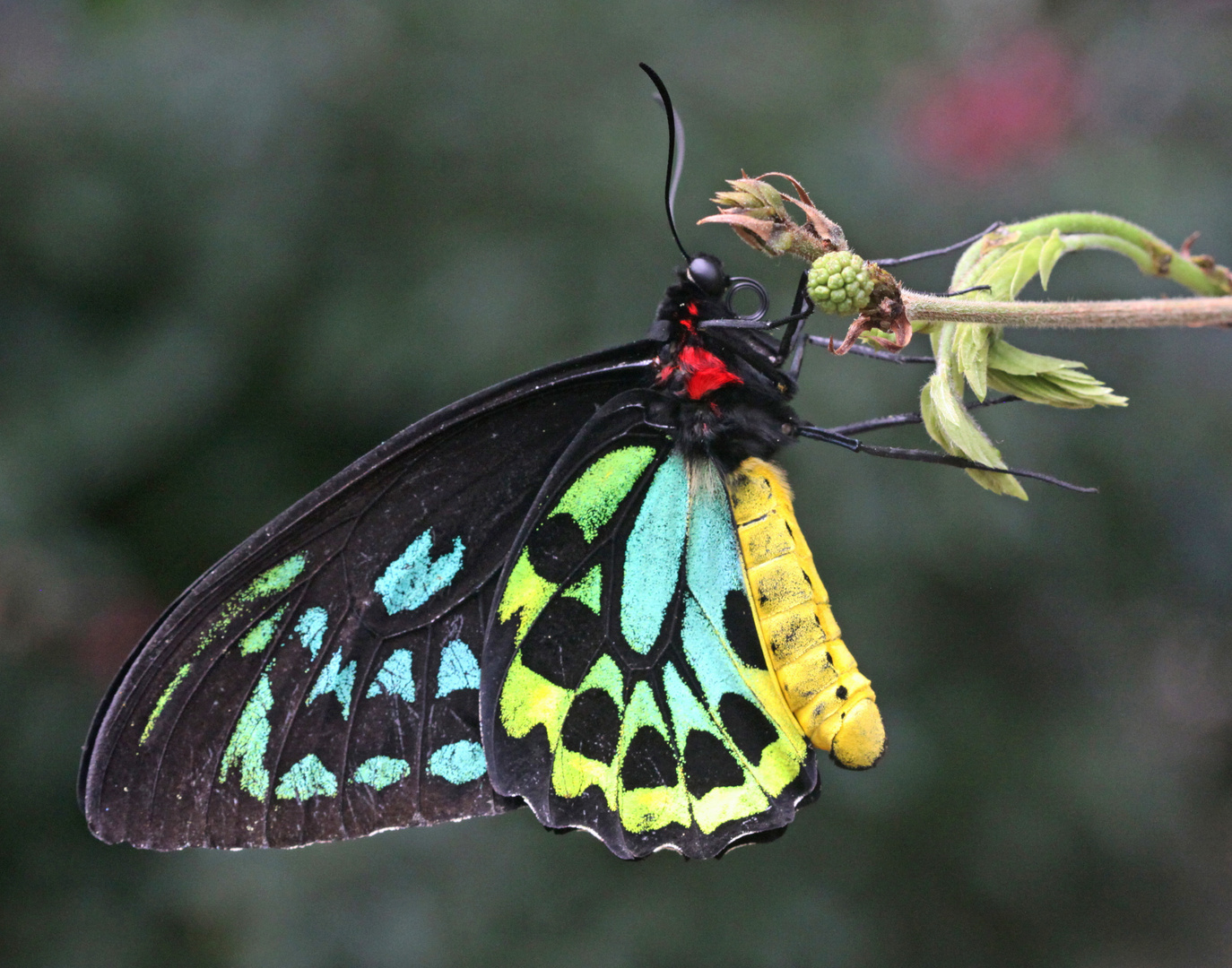 A Cairn's Birdwing  (Orithoptera priamus)