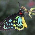 A Cairn's Birdwing  (Orithoptera priamus)