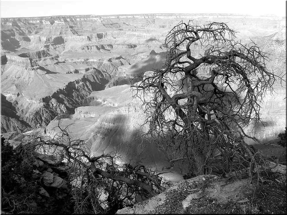 A Canyon trees