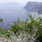 a Capri...