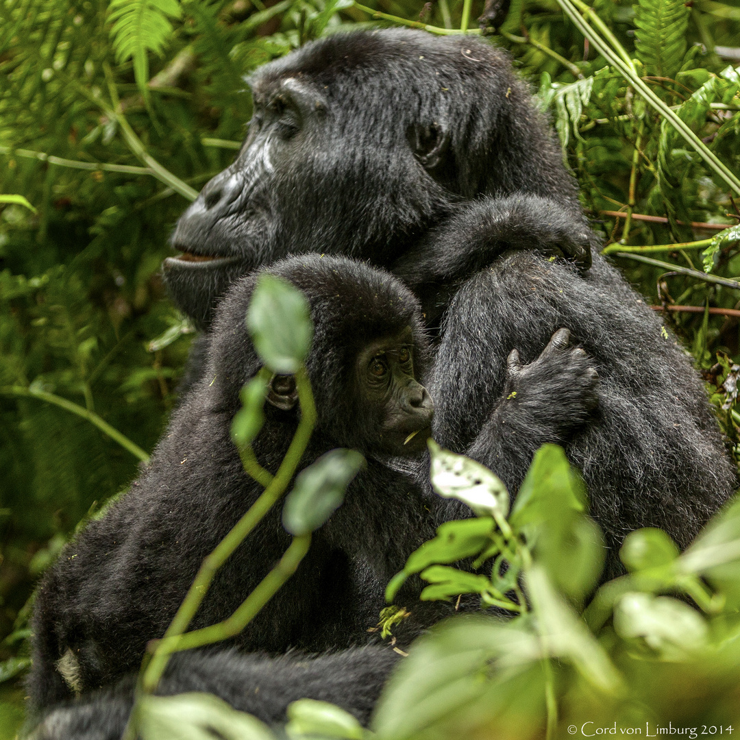 A caring Mother - Gorilla's in Bwindi Rain Forest