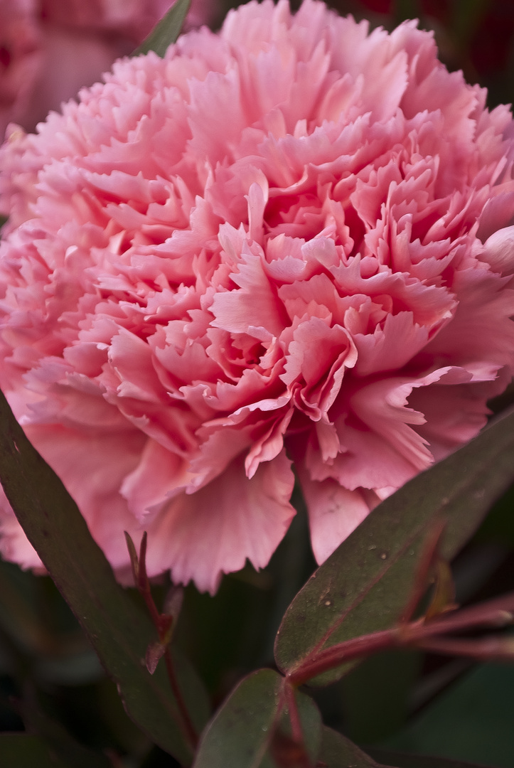 A Carnation