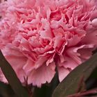 A Carnation