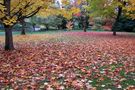 A Carpet of Autumn Leaves von Adele D. Oliver