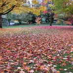 A Carpet of Autumn Leaves