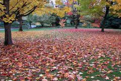 A Carpet of Autumn Leaves