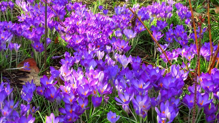 A Carpet of Crocus