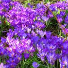 A Carpet of Crocus