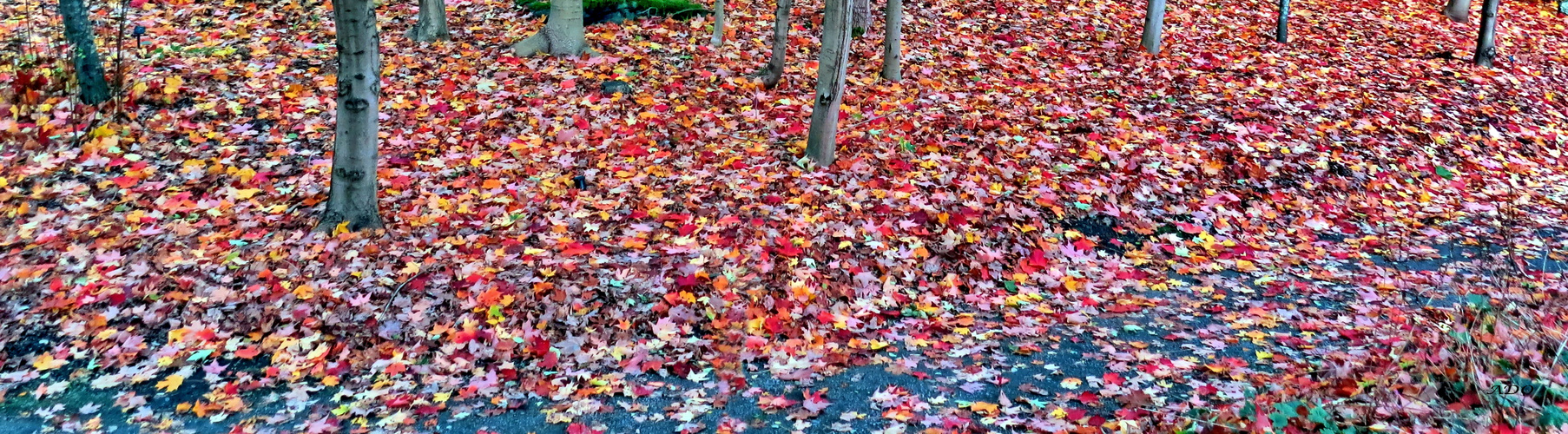 A Carpet of Leaves