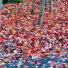 A Carpet of Leaves