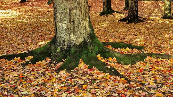 A Carpet of Leaves