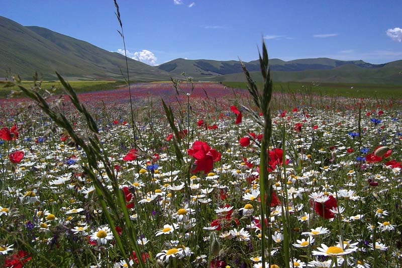 A Castelluccio di Norcia