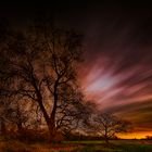 A castle and 2 trees