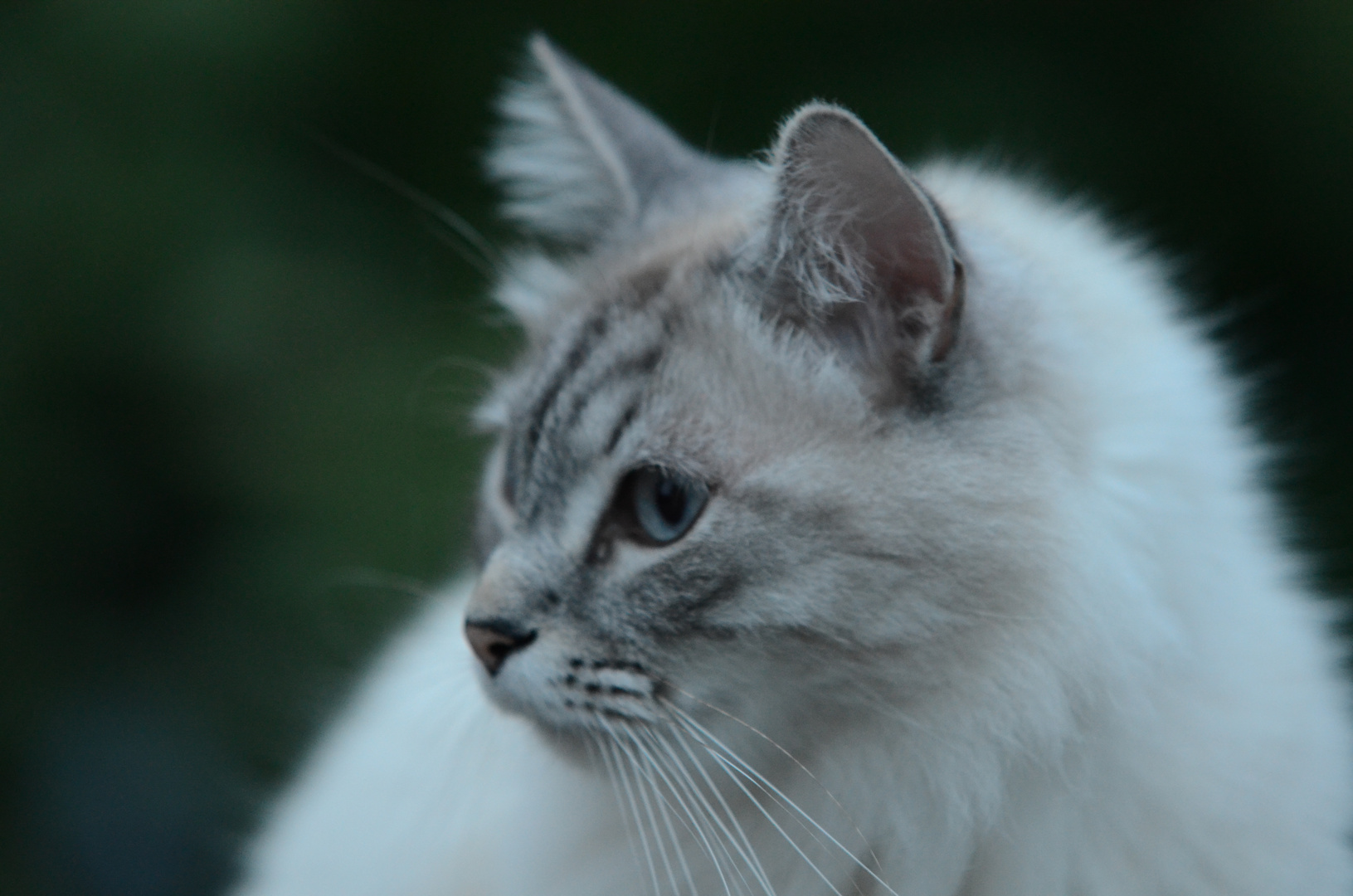 A cat after the sunset