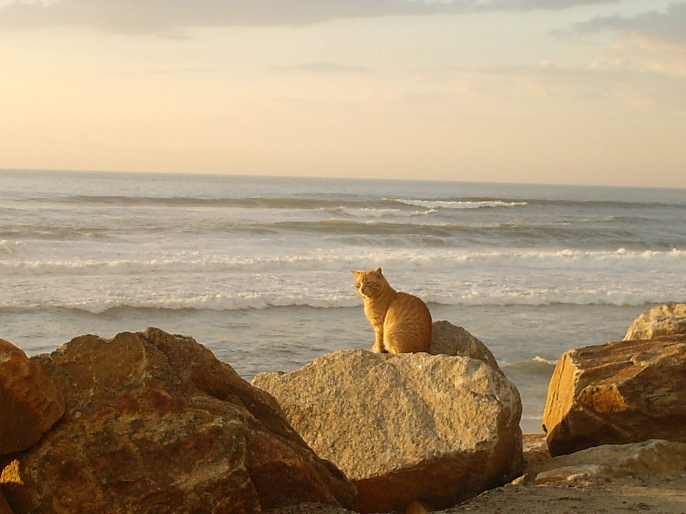 A Cat and The Sea