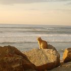 A Cat and The Sea