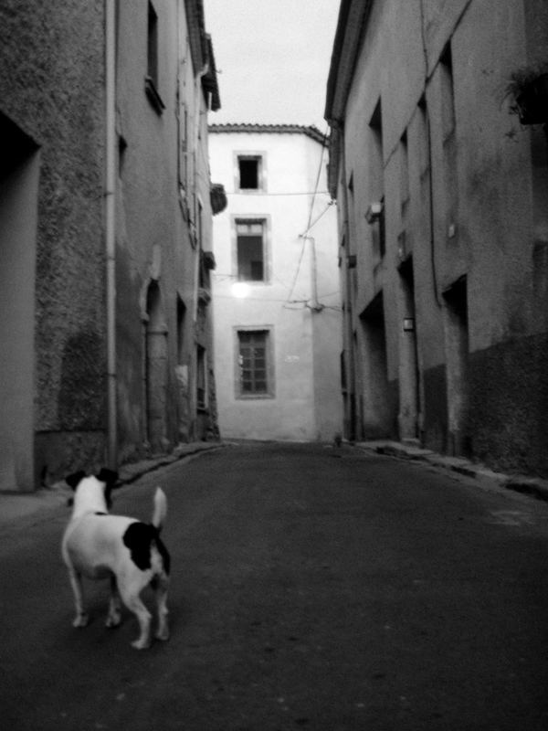 a cat at the end of the street...