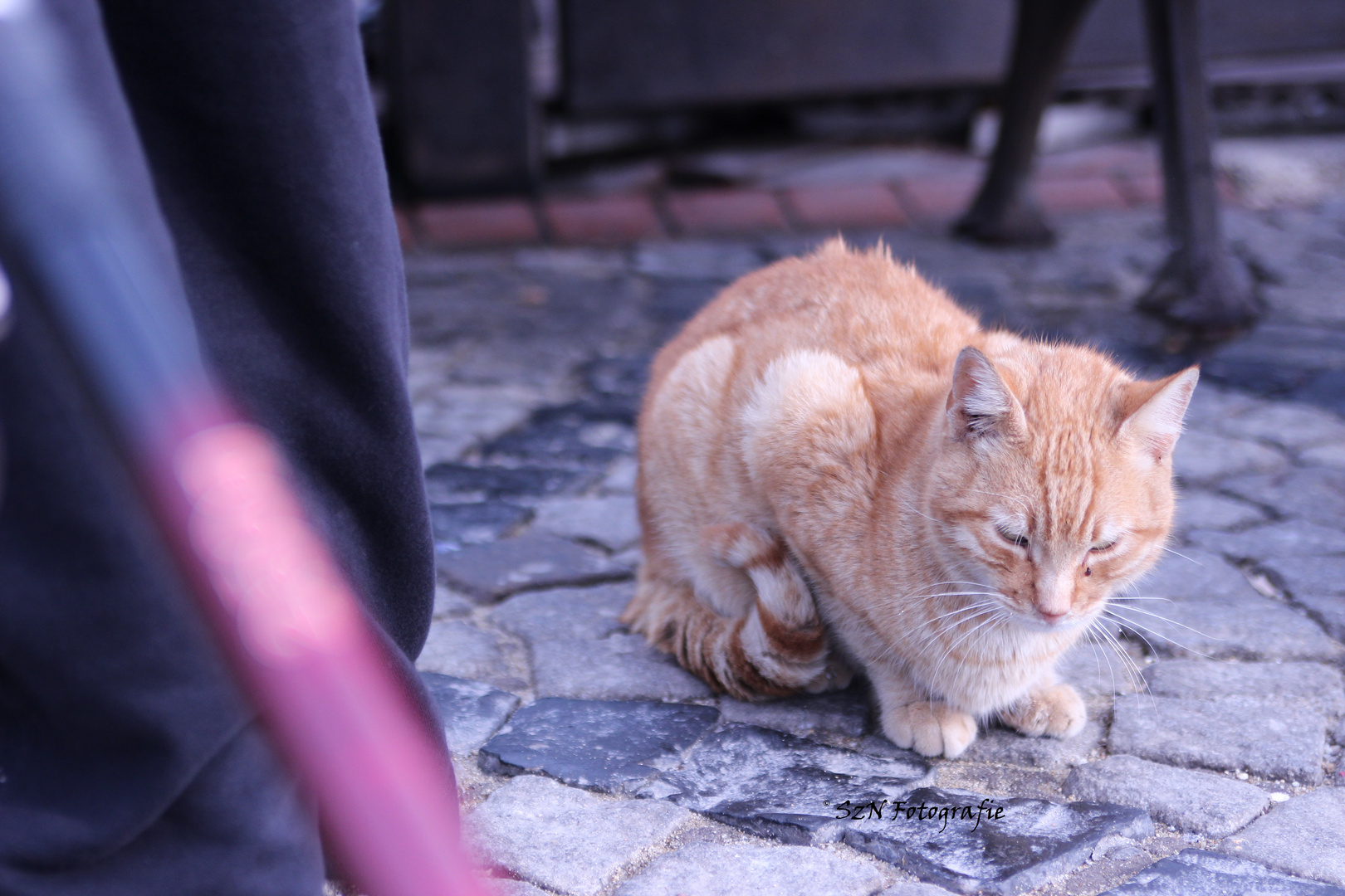 a cat in istanBooL