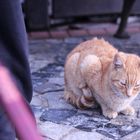 a cat in istanBooL