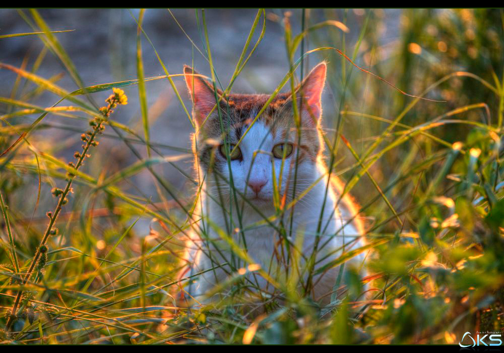 A Cat in Provence