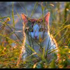 A Cat in Provence