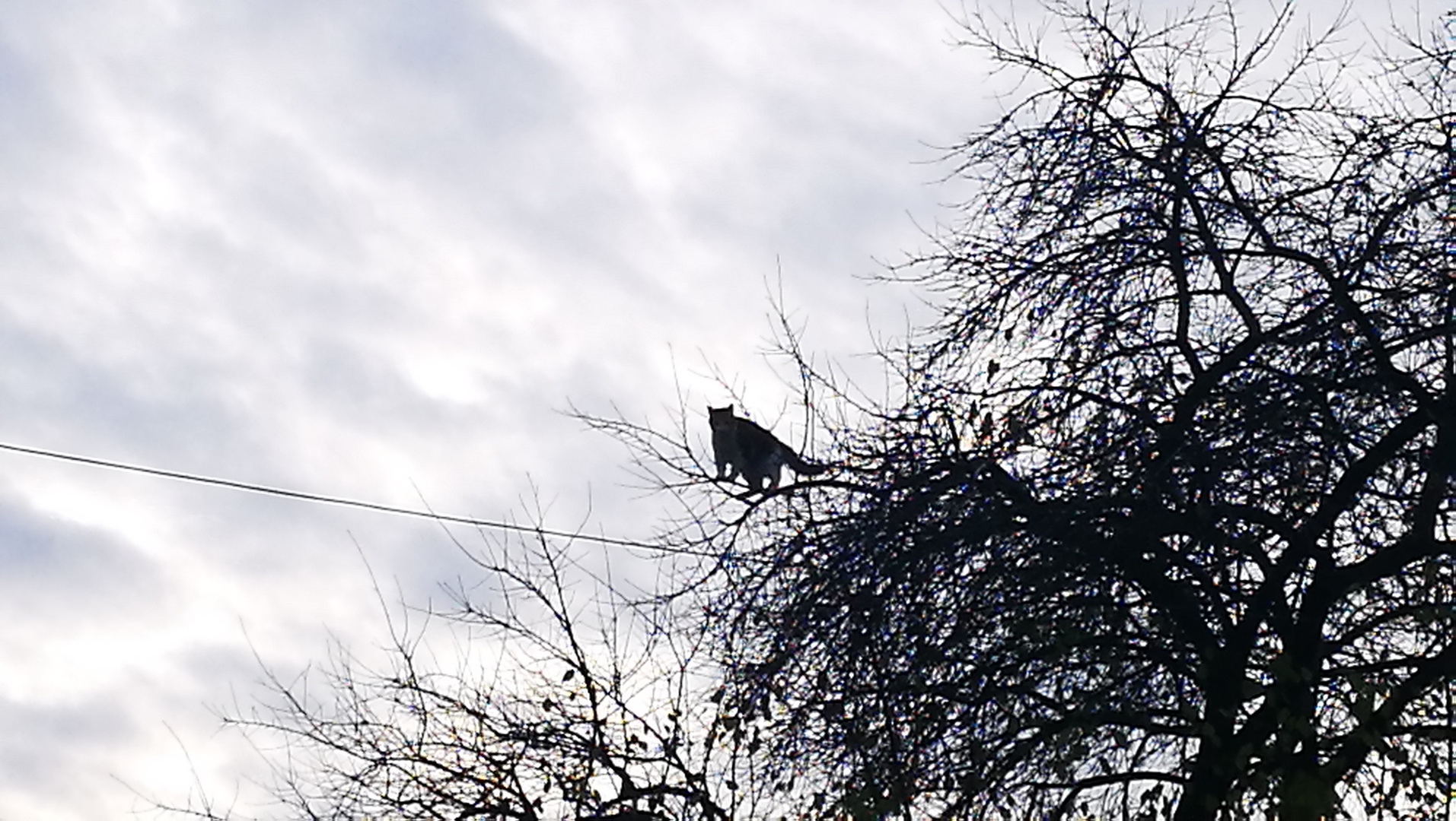 A cat in the tree