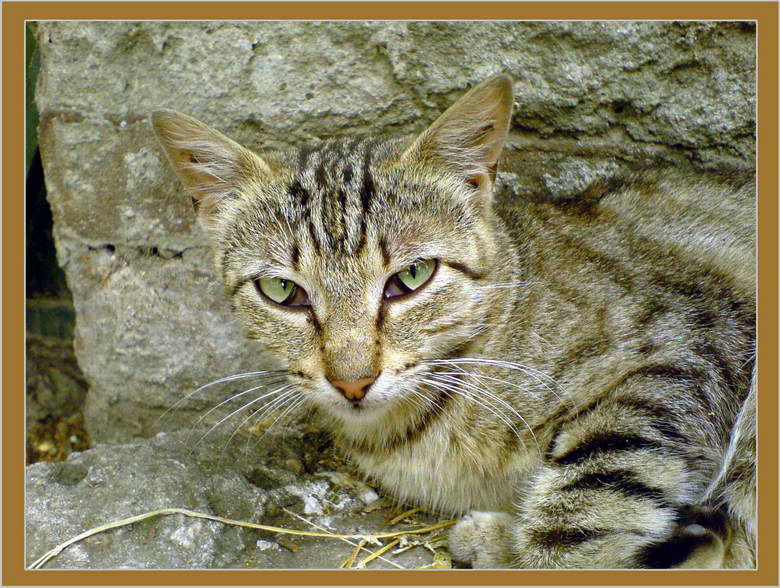 A cat on the street