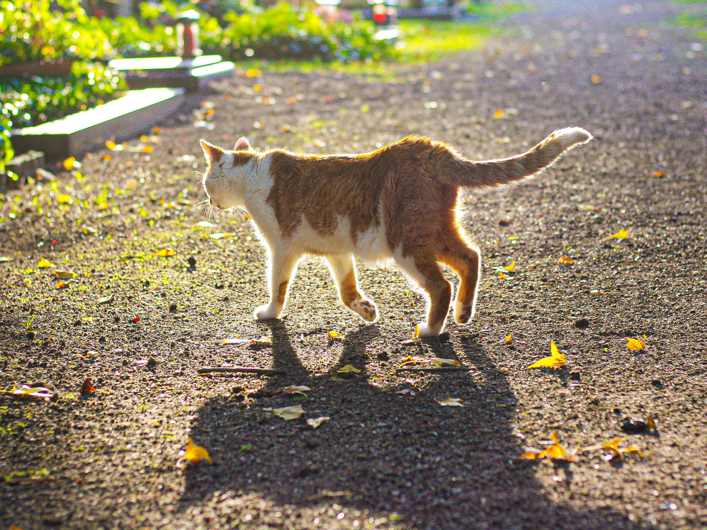 A cat visiting his owner :(